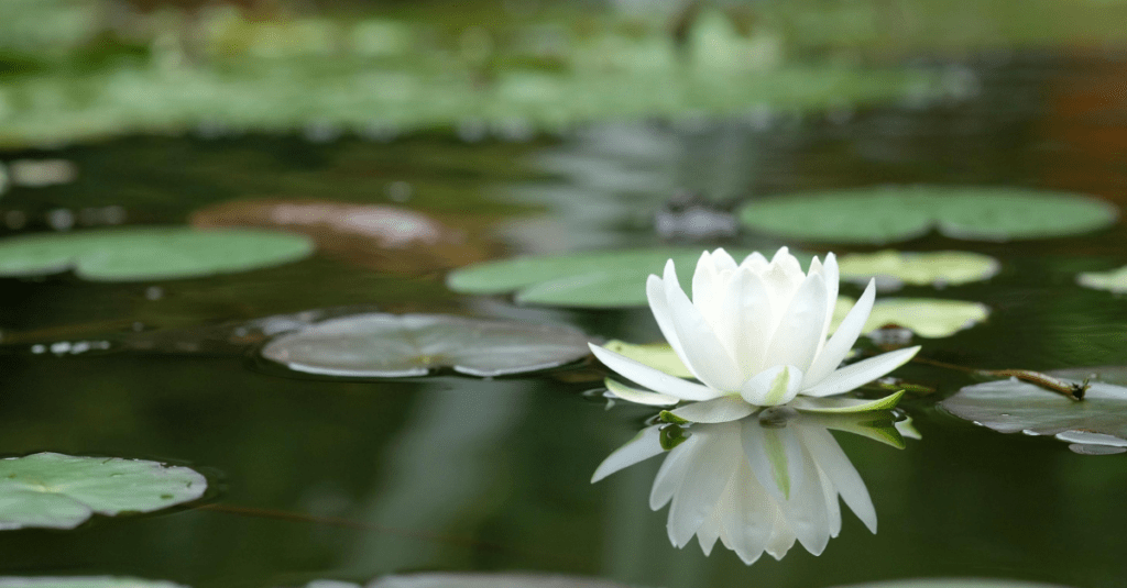 As Melhores Citações de Mindfulness e Compaixão