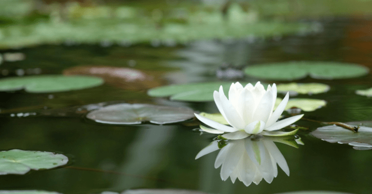 As Melhores Citações de Mindfulness e Compaixão
